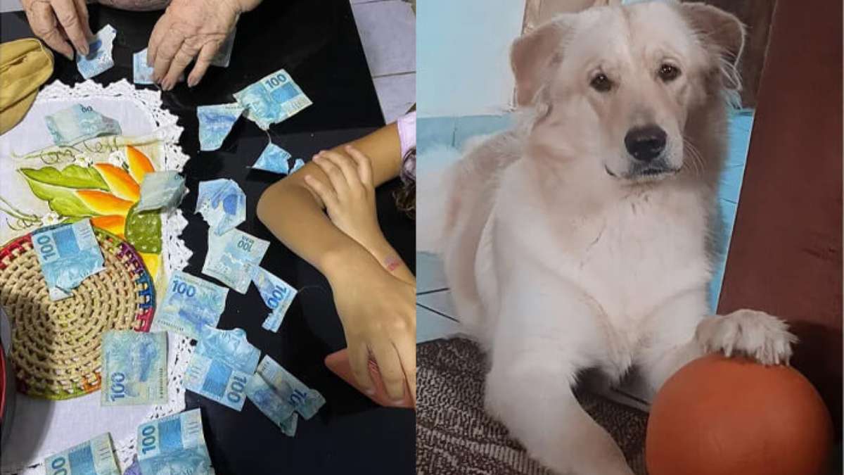 Cachorro come mulher