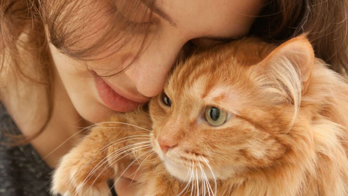 Gatos têm signo? Entenda o jeito do seu 'bichano' a partir da Astrologia