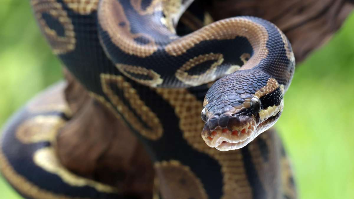 Os caçadores de cobras dos EUA que lutam contra pítons gigantes