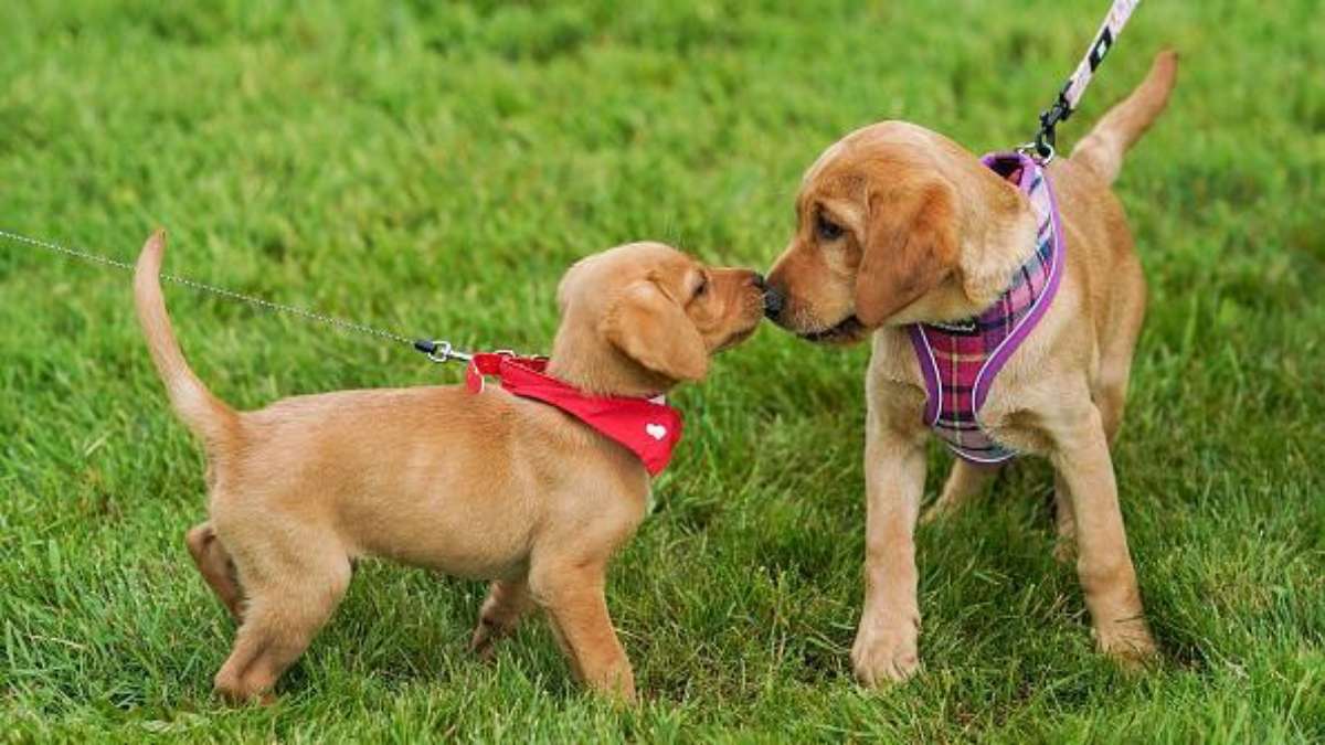 La nueva ley obliga a los dueños de perros en España a realizar un entrenamiento preparatorio