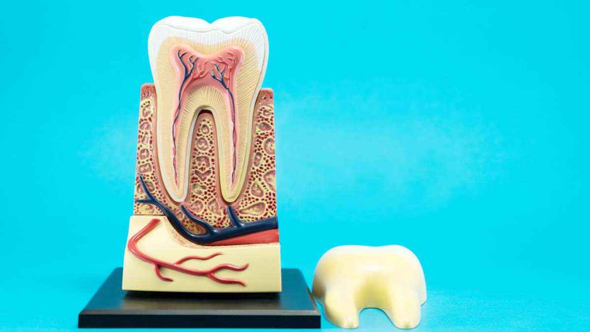 Stem cells in the pulp of the tooth can treat diseases.  look