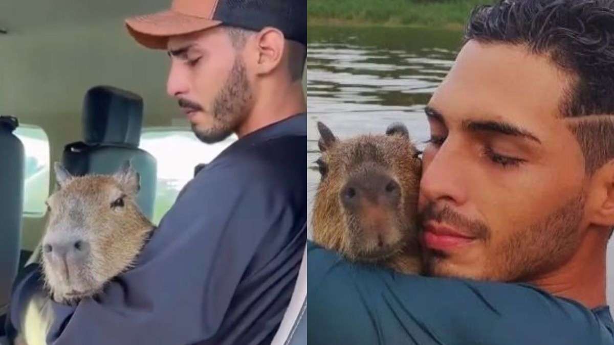 Capivara Filó: entenda a polêmica envolvendo o animal criado por  influenciador - BBC News Brasil