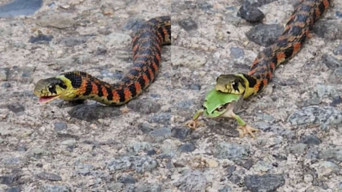 venomous snakes - Google Search  Cobra-real, Veneno de cobra, Cobras