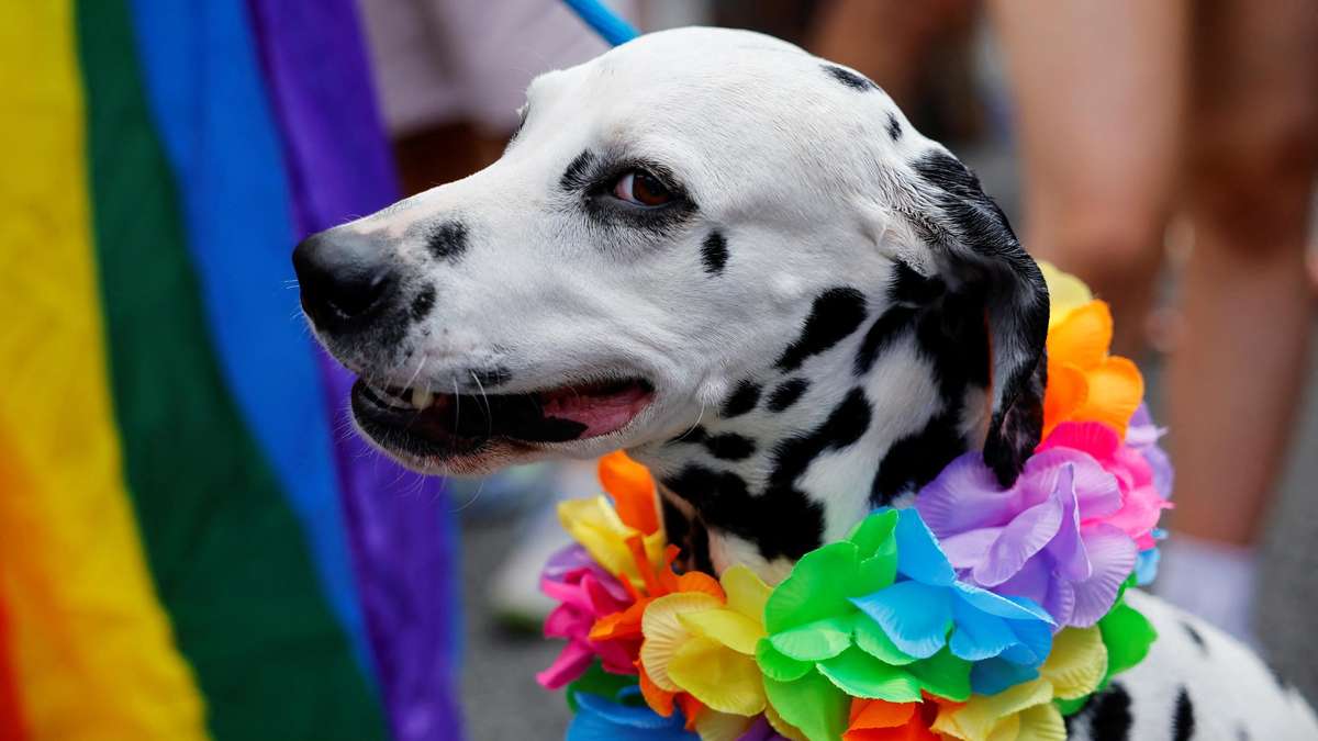 Signs that your dog may be suffering from anxiety