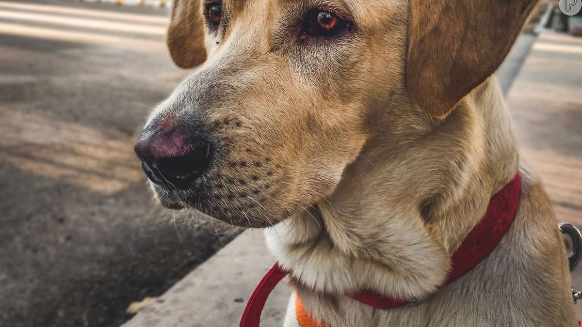 Cachorro 'adota' gata e vídeo super fofo conquista o coração dos