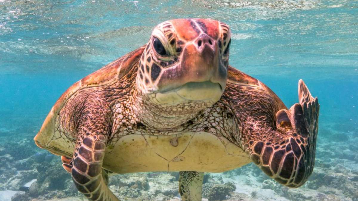 Os animais mais engraçados de 2023