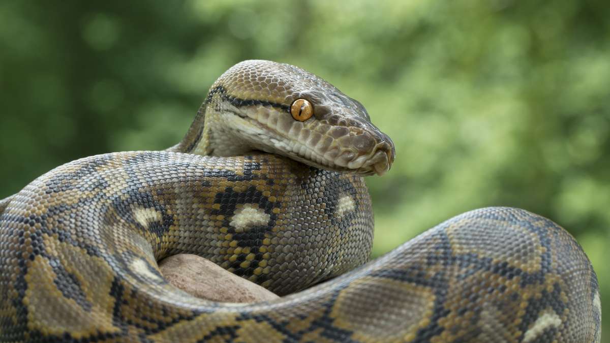 Sonhar com cobra: entenda o que isso significa - RIC Mais