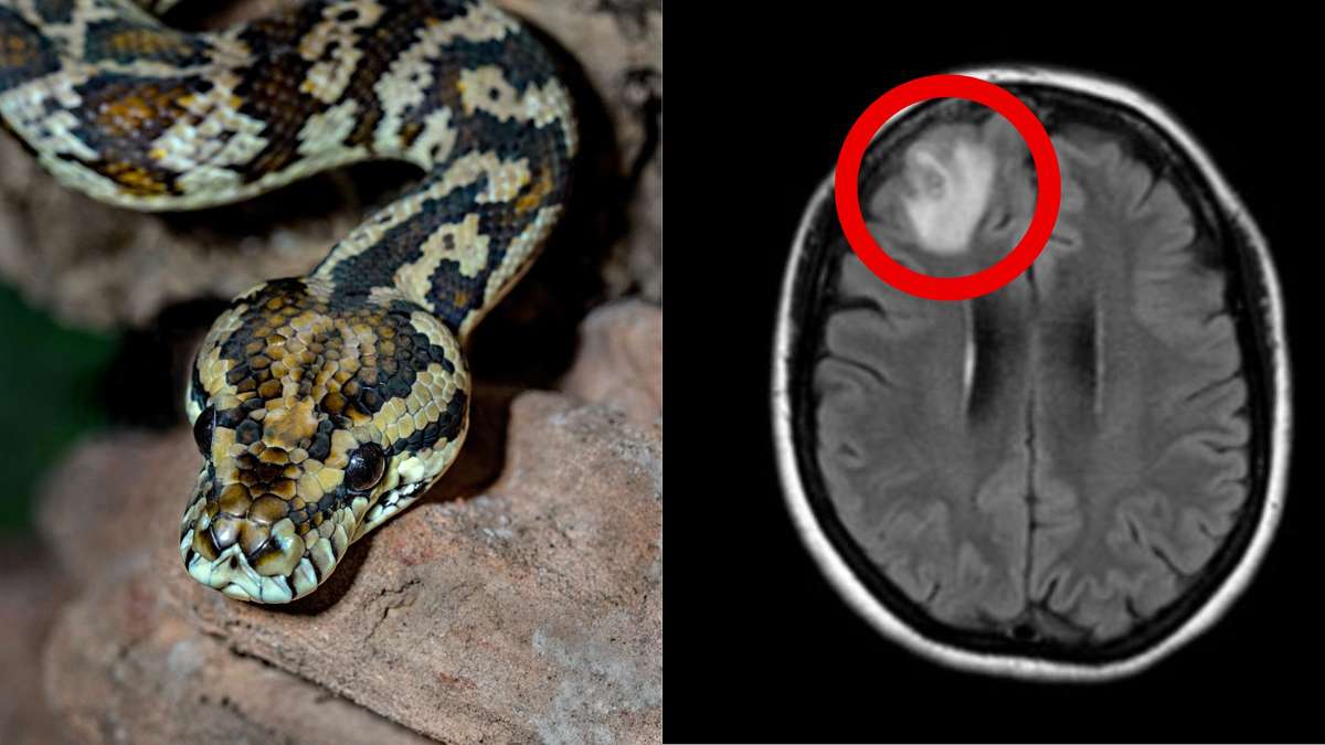 Museu - O curioso caso do animal que parece cobra, tem nome de