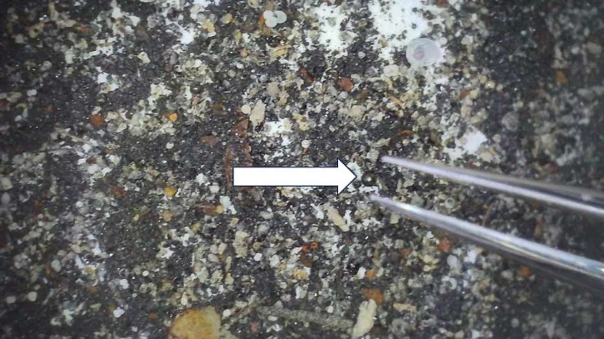 Cientistas encontram sinais de uma nova força da natureza