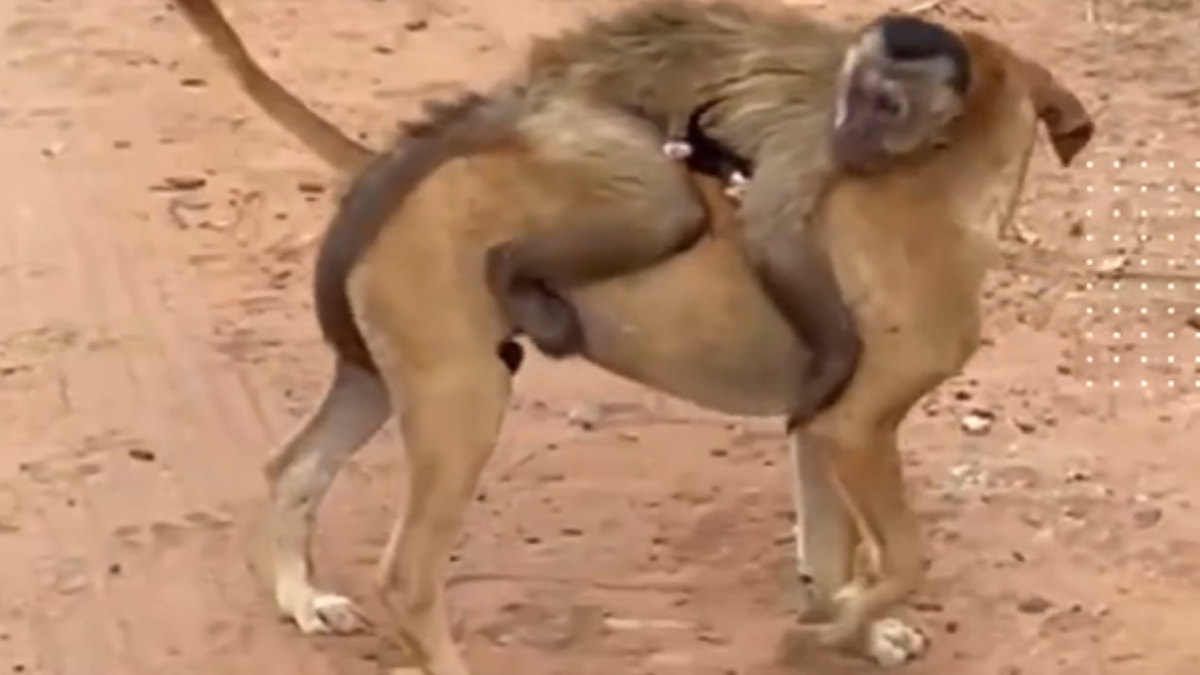 Macaco conhecido como Chico 'sequestra' filhotes de cães e gatos