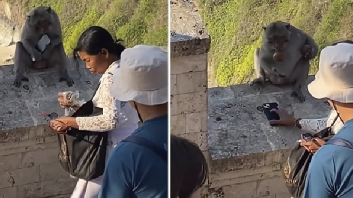 Monkeys in Bali learn to steal mobile phones to trade them for food;  look