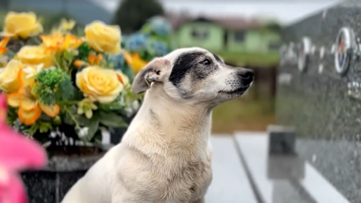 Cane corso: 6 fatos sobre a raça de cachorro trazida ao Brasil pelo Faustão