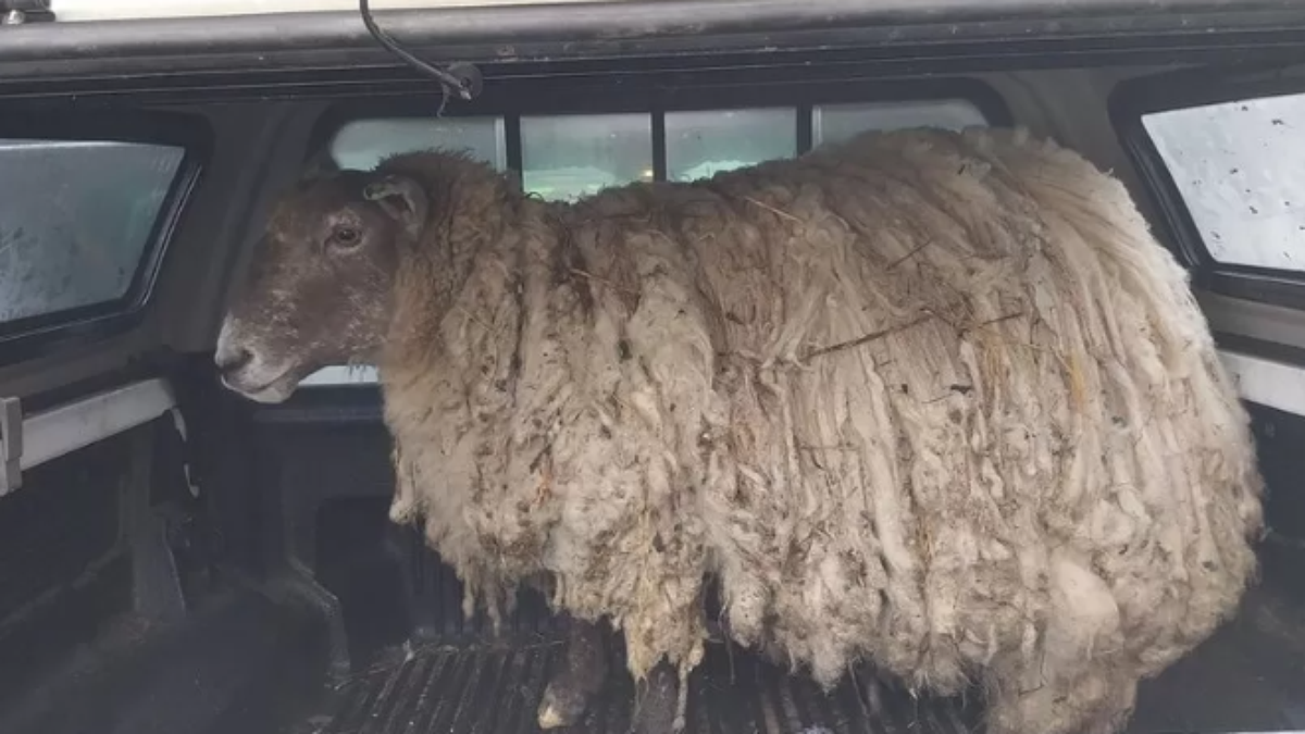 ‘England’s loneliest sheep’ rescued after being isolated for two years