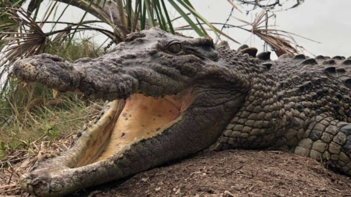 3000 alligators “move” with the sound of the helicopter and an unusual reaction that attracts attention