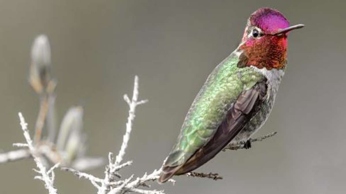 How do hummingbirds manage to fly in such small spaces?