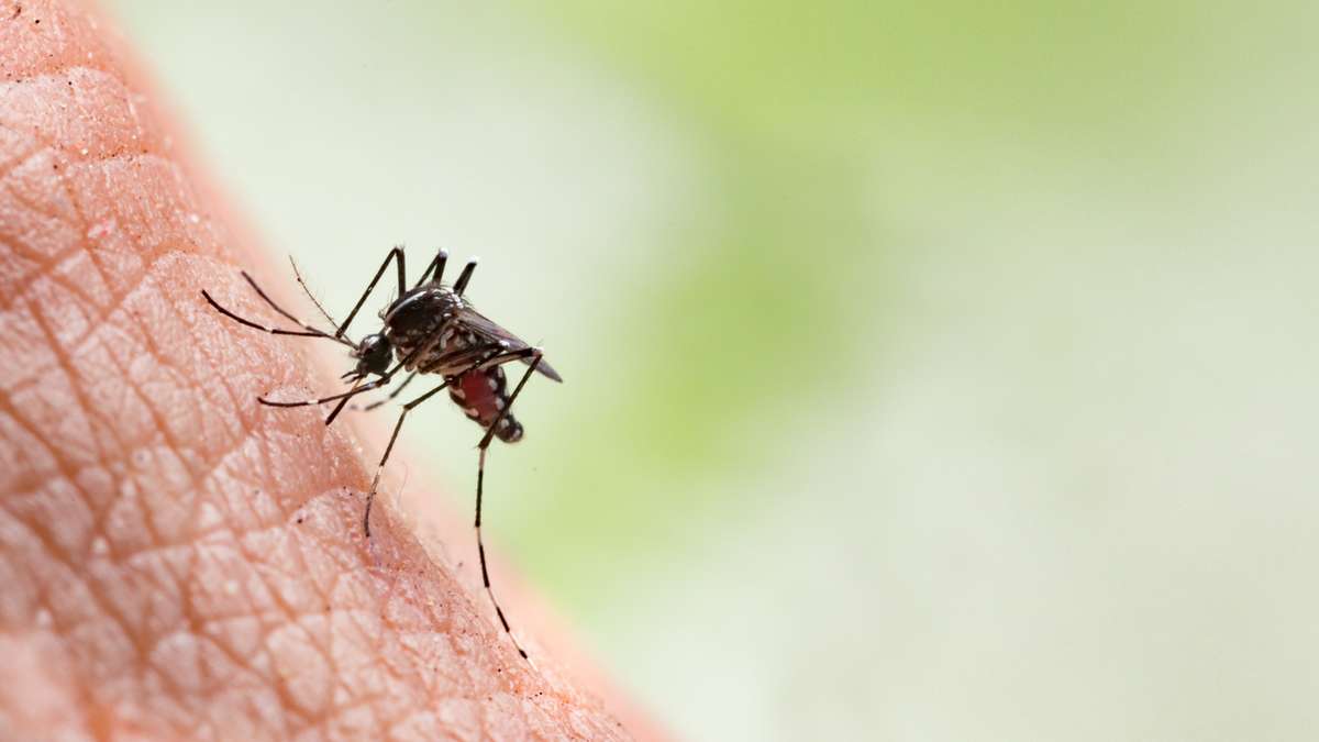 El dengue es epidémico en todos los barrios de São Paulo