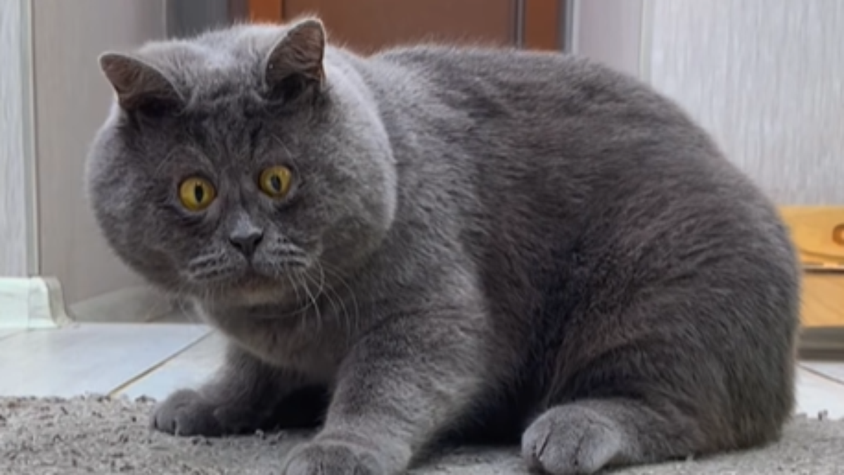 A cross-eyed cat overcomes harassment and achieves success on social media: “Innocent and clumsy”