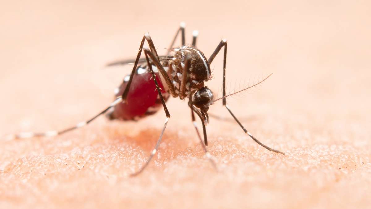 El brote de dengue afecta aproximadamente a dos millones de brasileños