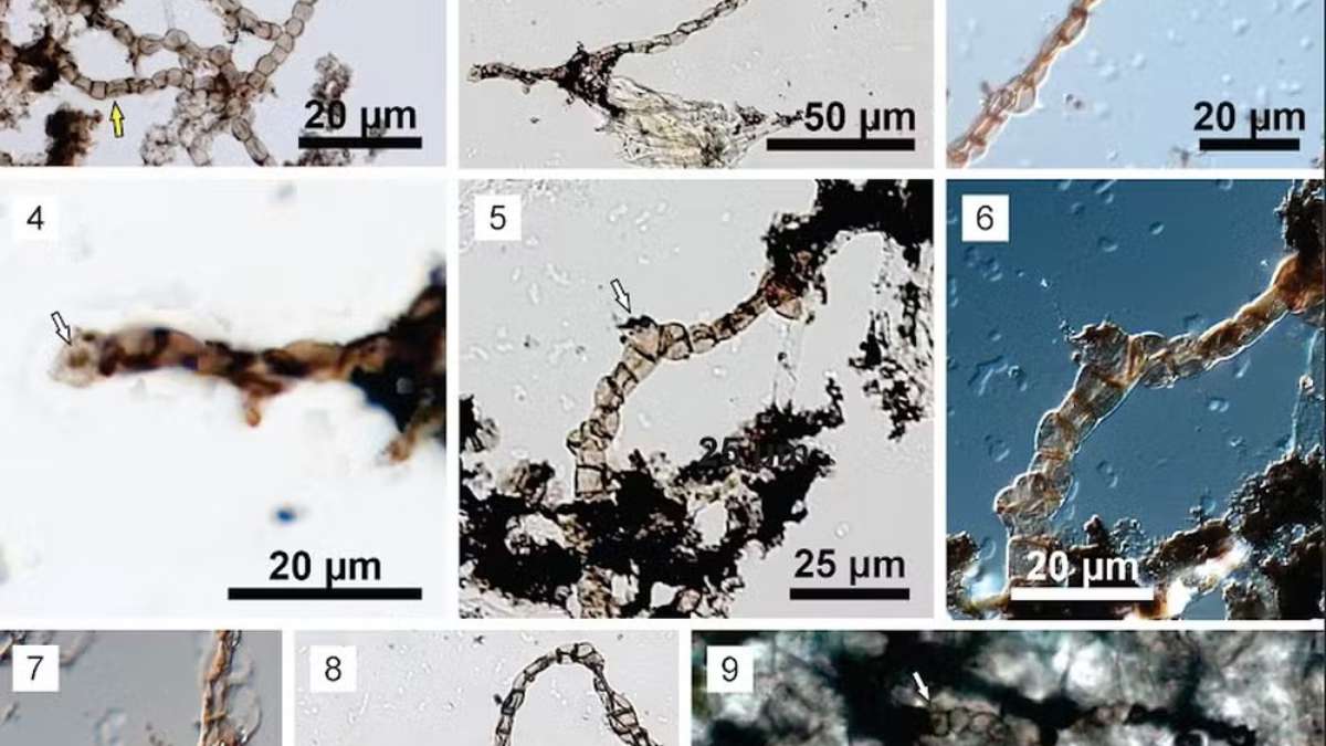 Investigadores encontraron un fósil de 540 millones de años en MG