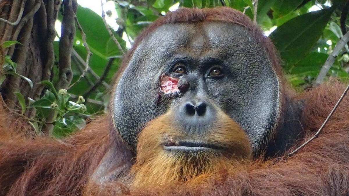 Wild orangutans use the plant to heal wounds