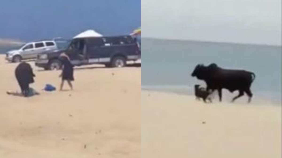 Captan a toro atacando a personas y perros en playa de México;  Reloj