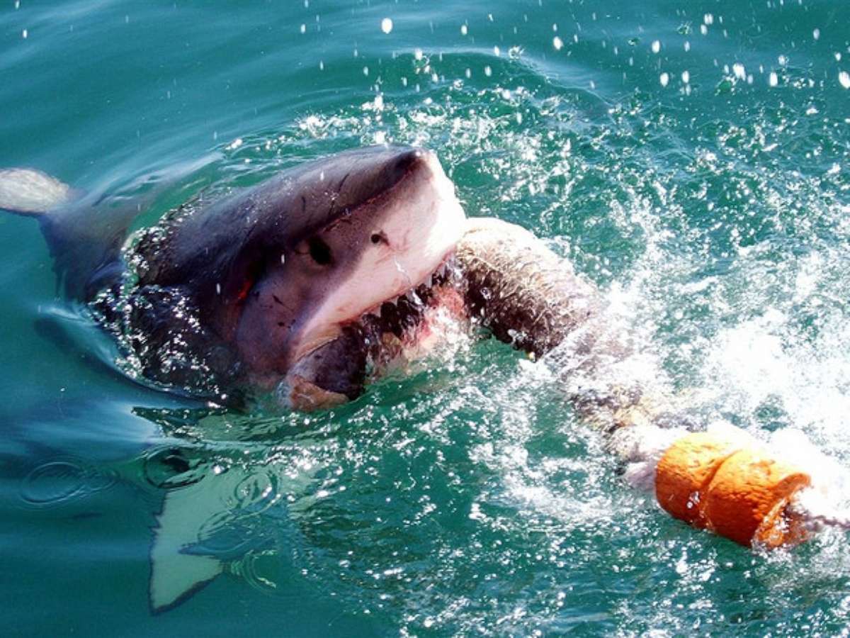 Нападение акулы в море. Акулы в шармаль Шейхе нападение. Красное море акулы. Акула в море. Белая акула.