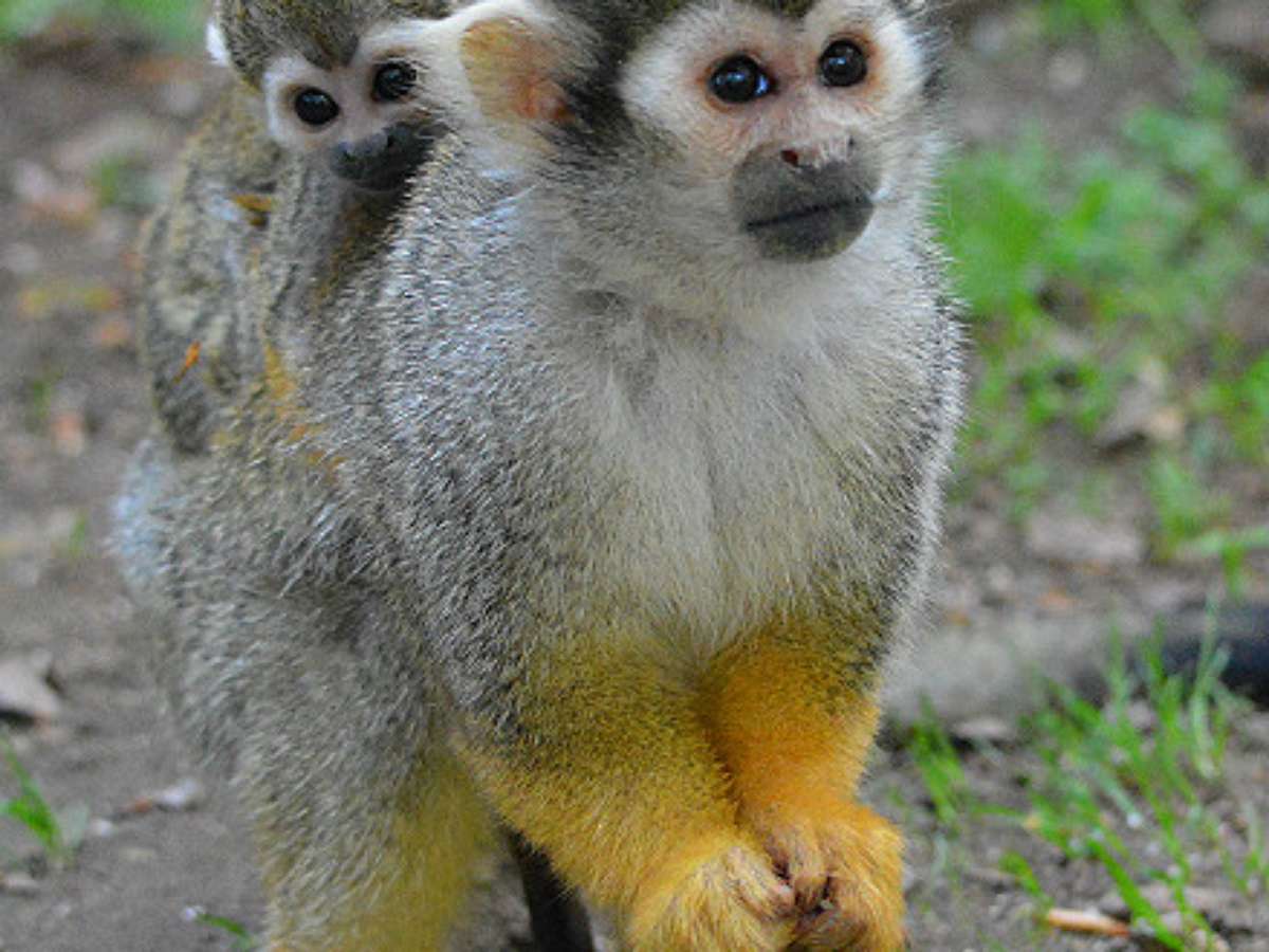 Macacos fofos se juntam para sair na foto em parque no Japão