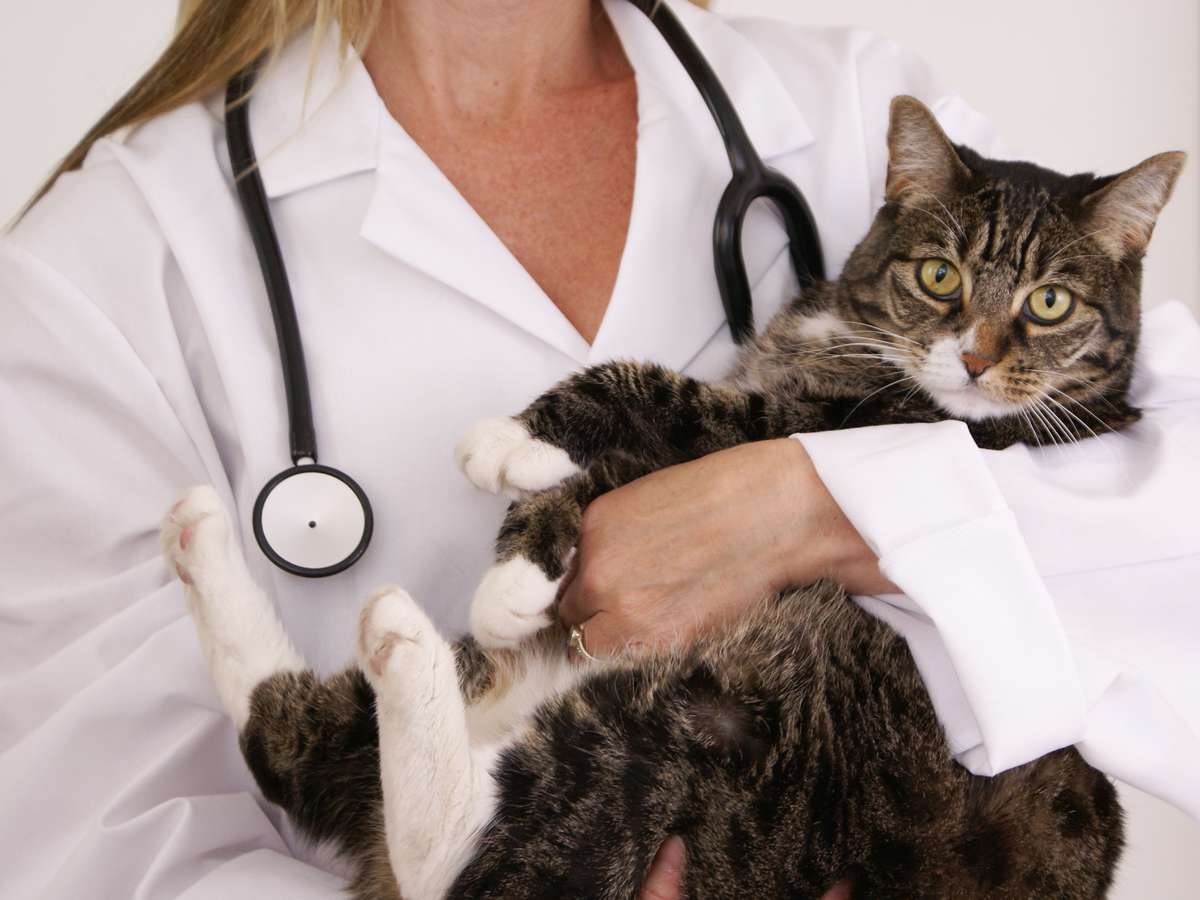 Anticoncepcionais para gatas: saiba os perigos do medicamento nas