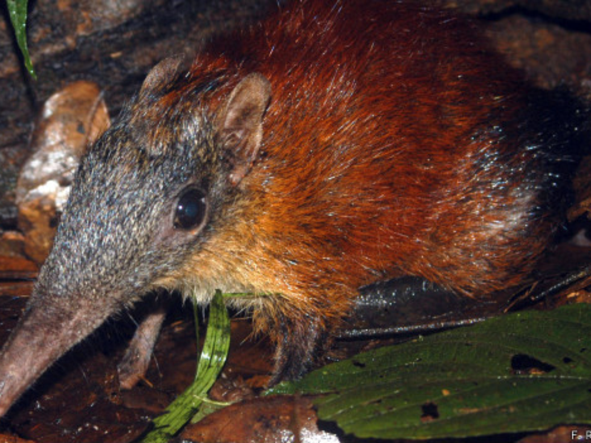 Aranha gigante carrega rato para ser seu almoço