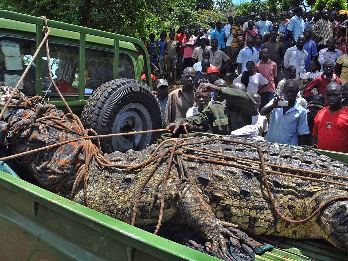 Crocodilo gustave morreu