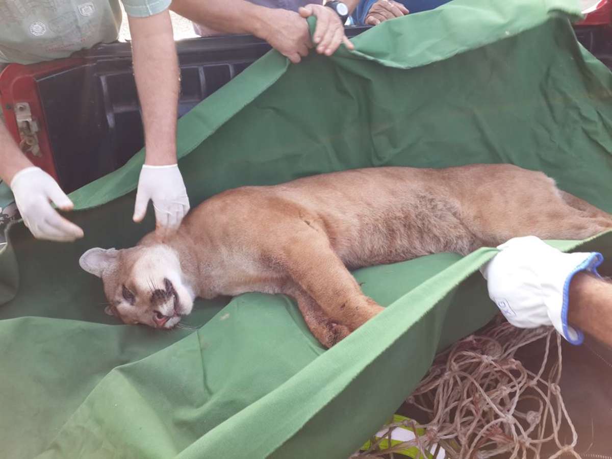 Homem resgata gato na rua e é 'emboscado' por mais 12 filhotes; veja!