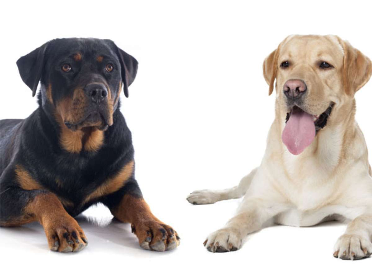 Raças de Cães - Grupo 3 (Cães de Guarda): Dogue Alemão