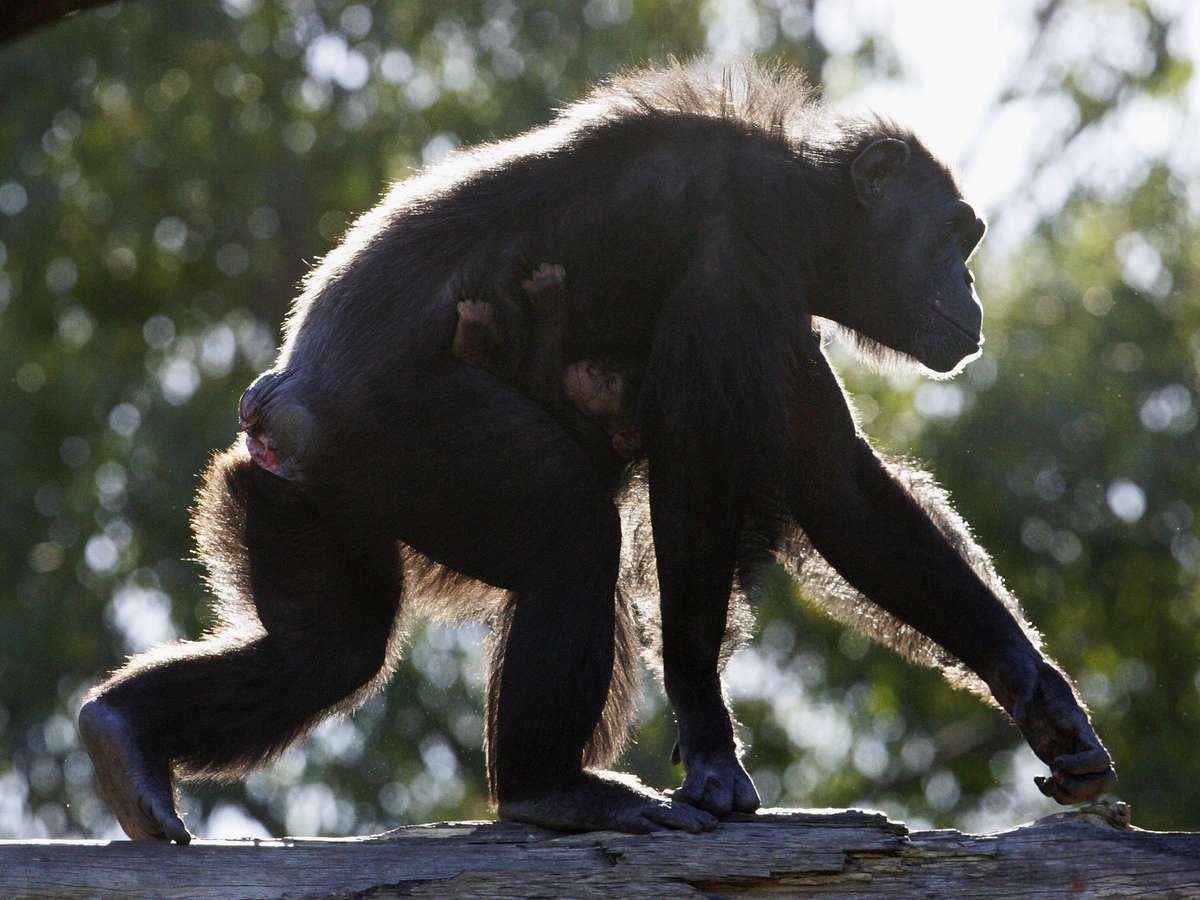 Macacos são violentos? - Quora