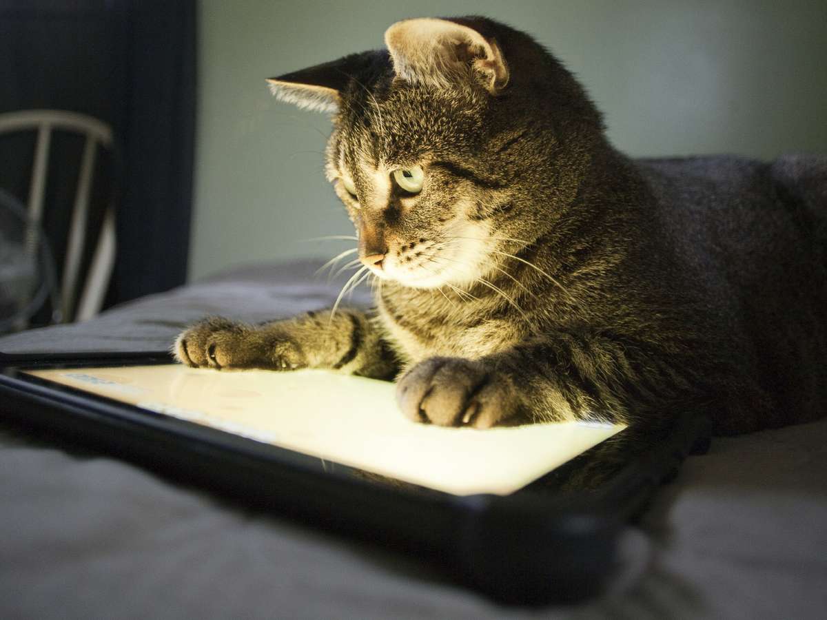 Jogos em tablet para gatos divertem pets e donos