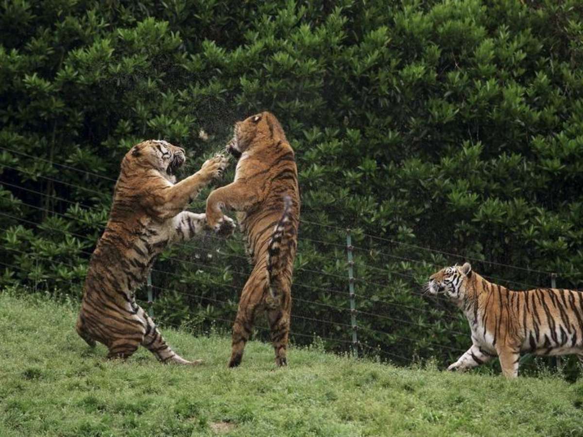 Apareceu um TIGRE em minha sala! Essa é a NOVIDADE da pesquisa do