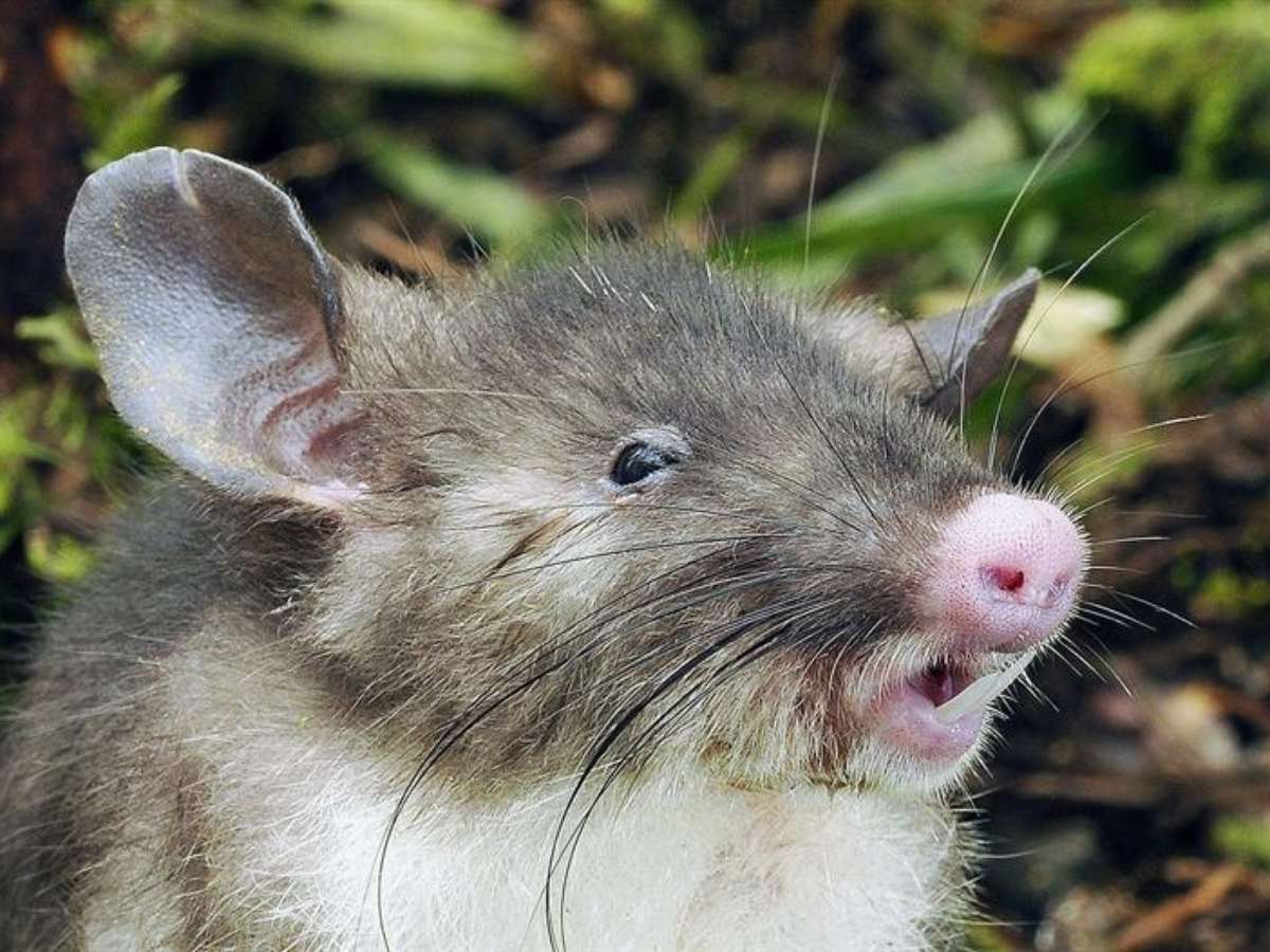 Nova espécie de ratazana gigante é descoberta por cientista australiano -  BBC News Brasil