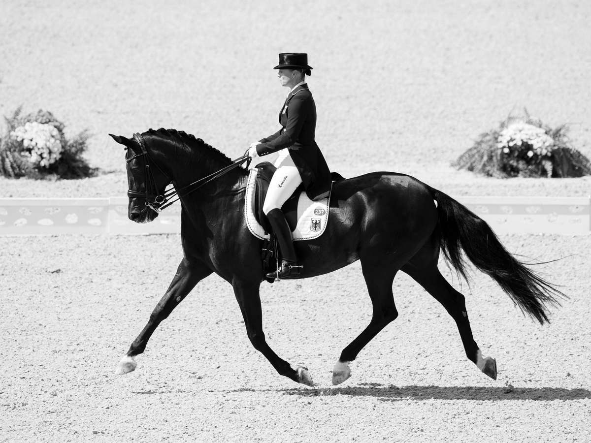 Cavalo pulando o obstáculo durante uma competição