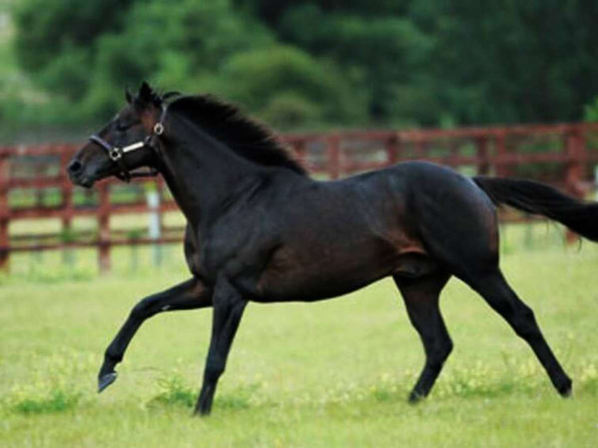 Conheça as principais raças de cavalo