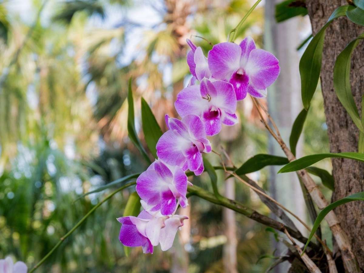 Orquídeas: conheça mais sobre seus tipos e curiosidades