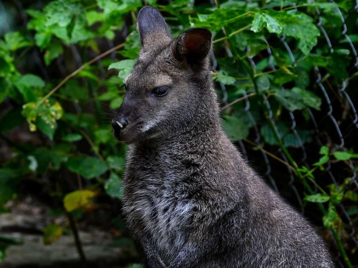 O enigma do canguru flagrado na natureza na Áustria, bem longe da nativa  Austrália