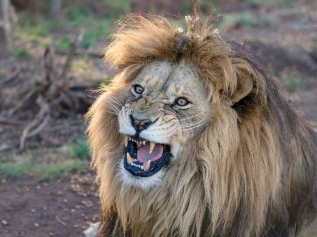 Signo de leão: as principais e mais marcantes características dos leoninos