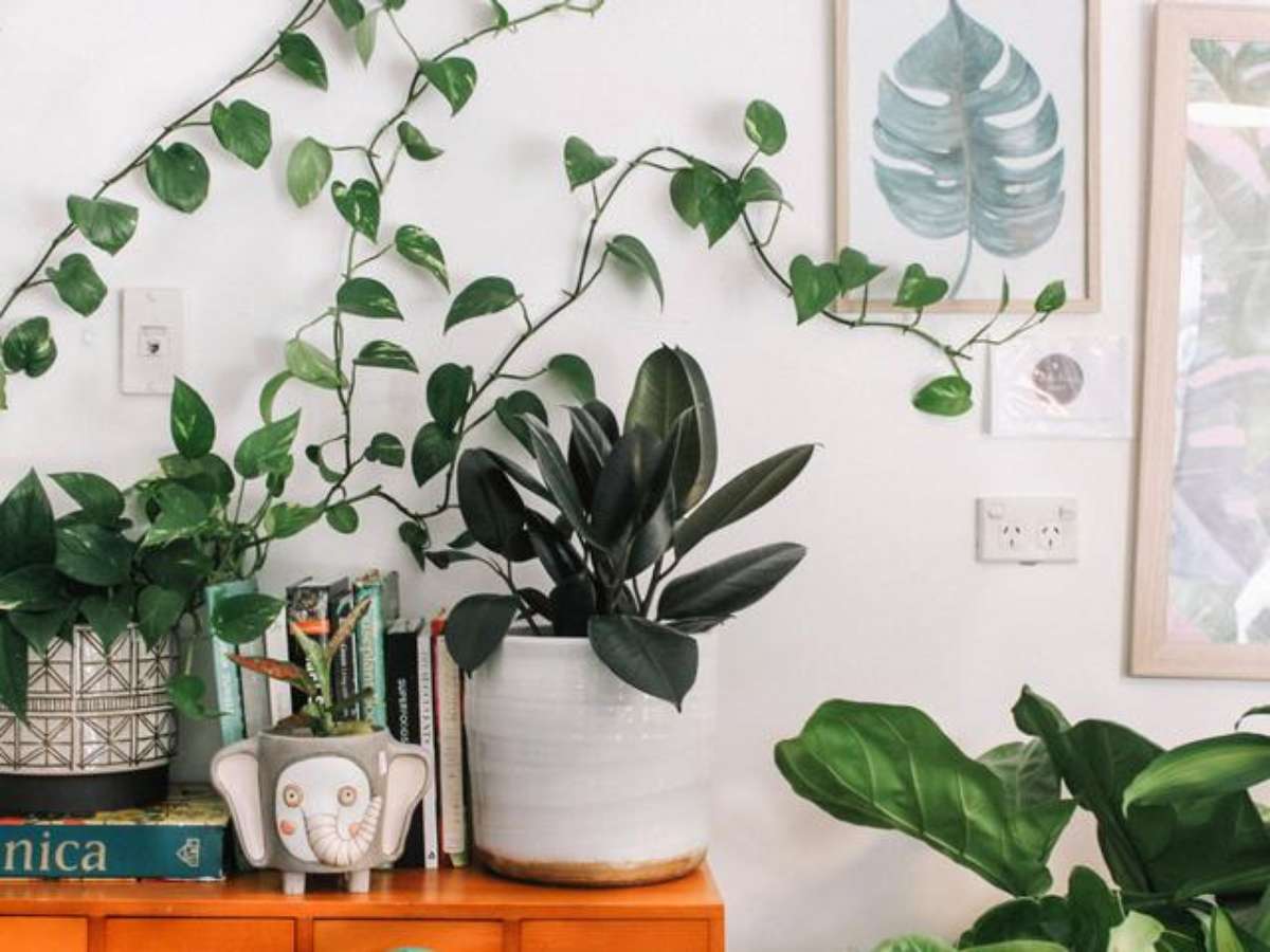 As 7 melhores plantas para colocar na casa-de-banho