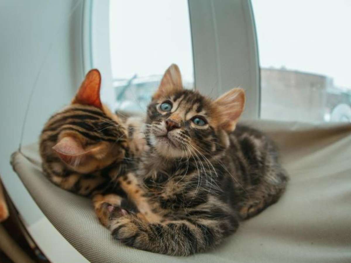 Gravidez com gatos, Adotar um gato