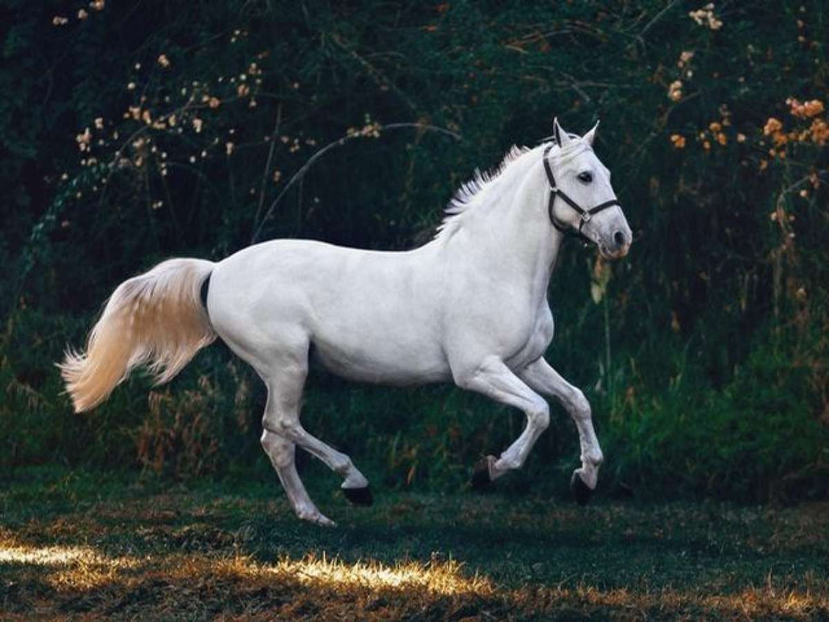 Cavalo Virada Para A Frente - Fotografias de stock e mais imagens de Animal  - Animal, Cavalo - Família do Cavalo, Fotografia - Imagem - iStock