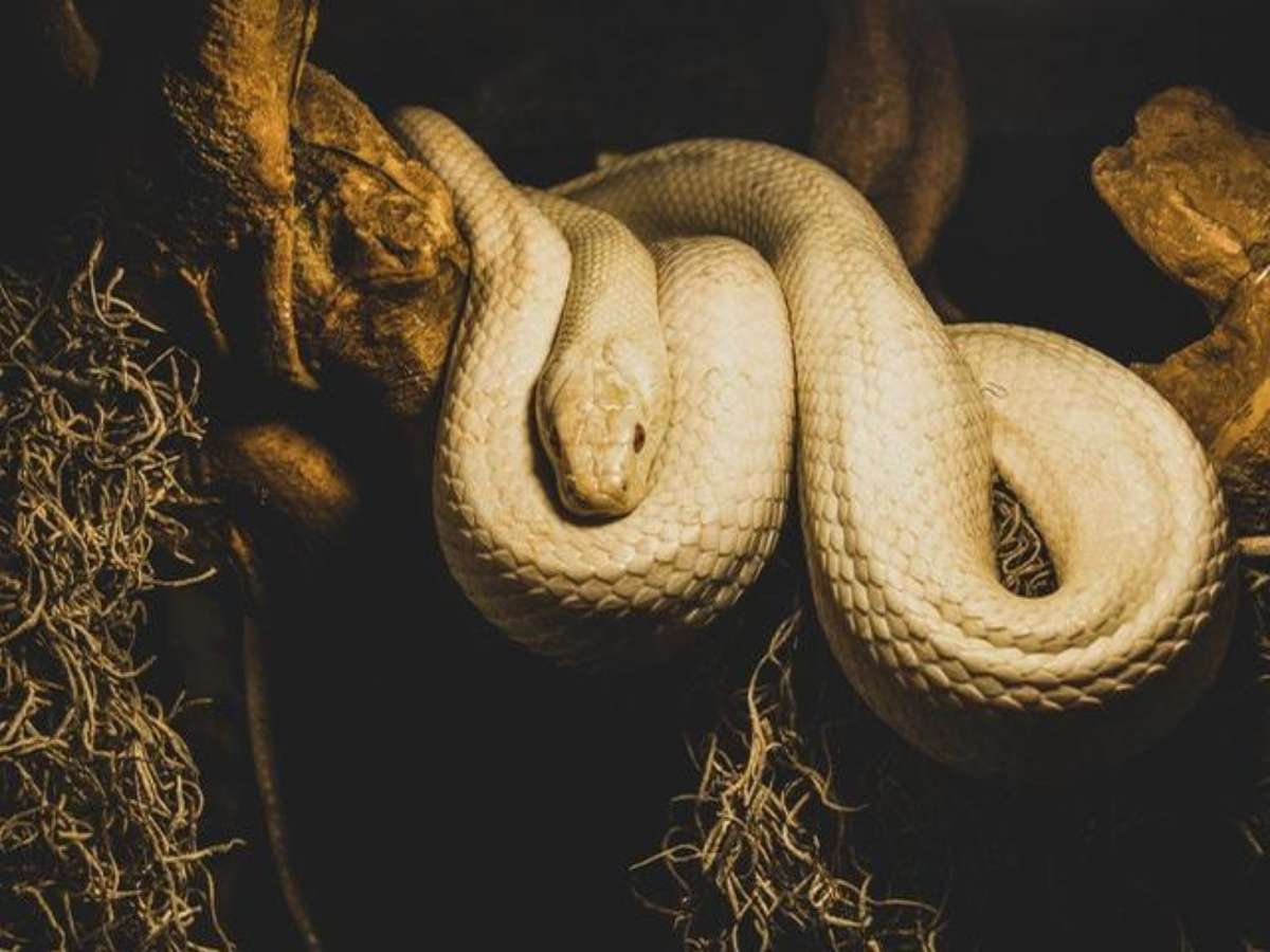 O Que Significa Sonhar Com Cobra Branca