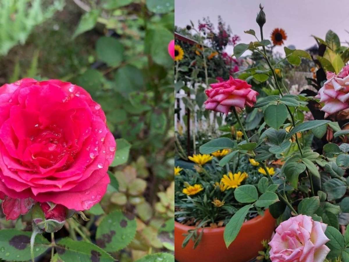 Guia completo para plantar rosas em casa!