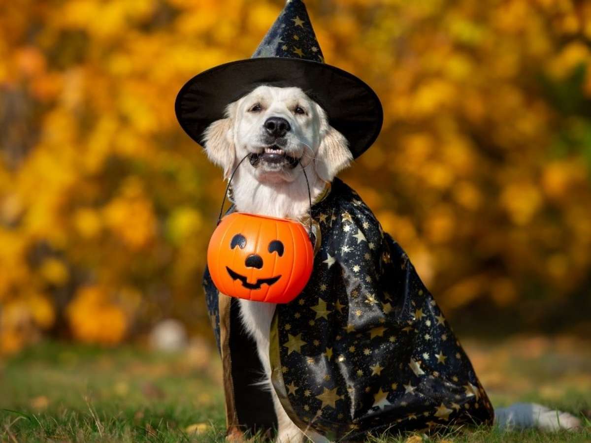 Halloween: 10 tutores e seus pets com fantasias combinando, Comportamento