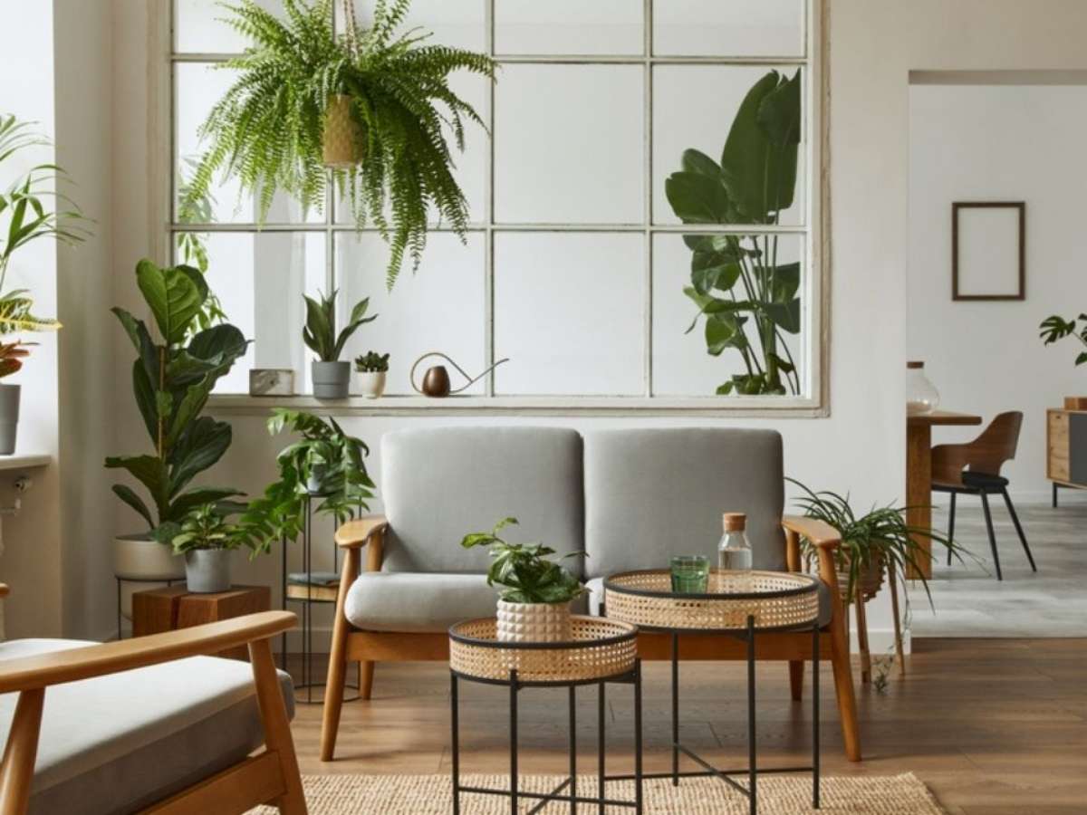 Plantas de apartamento: 11 espécies ideais para cantinhos com