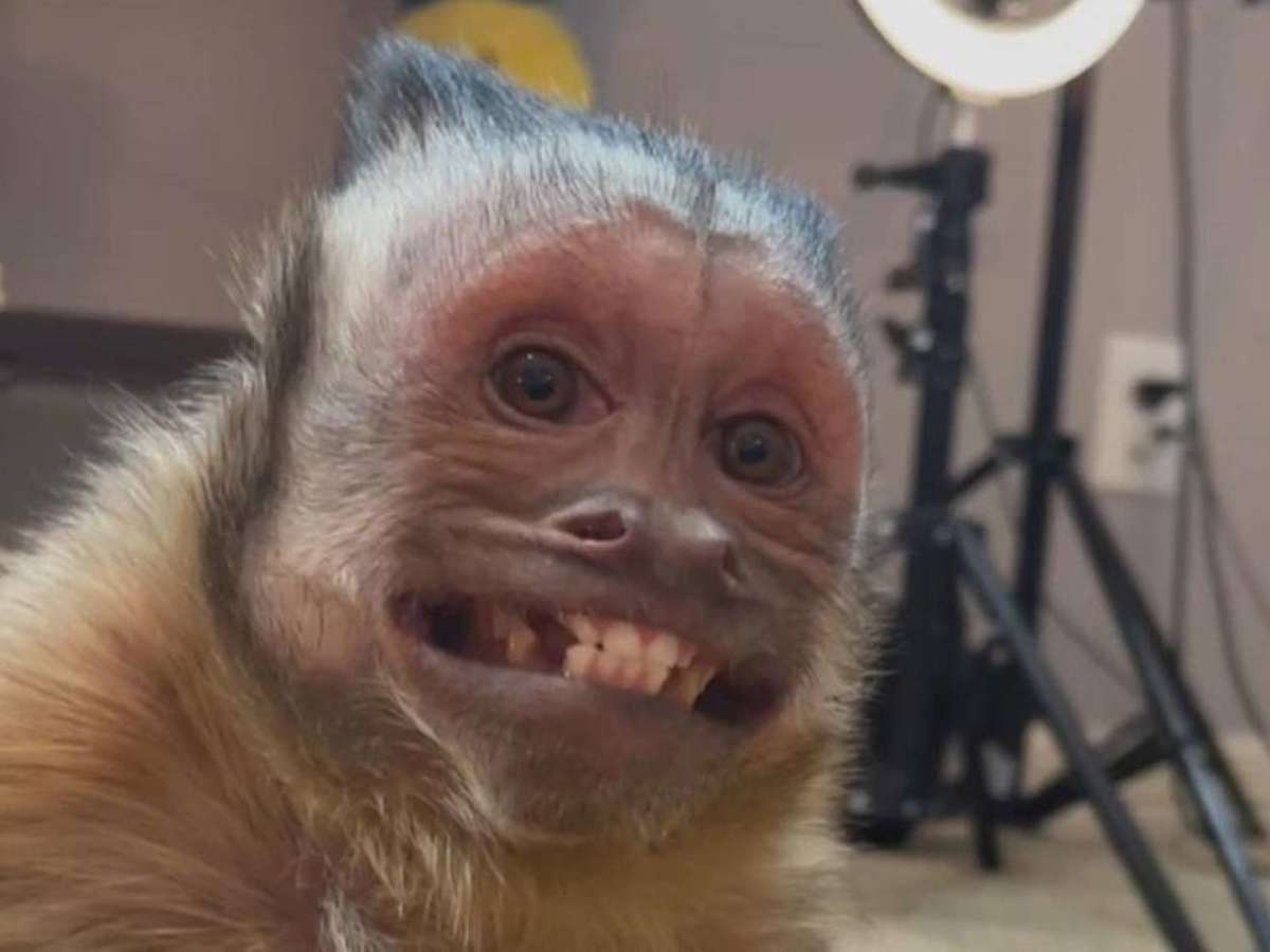 Macaco oferece a humanos esse rosto para fazer memes : r/HUEstation