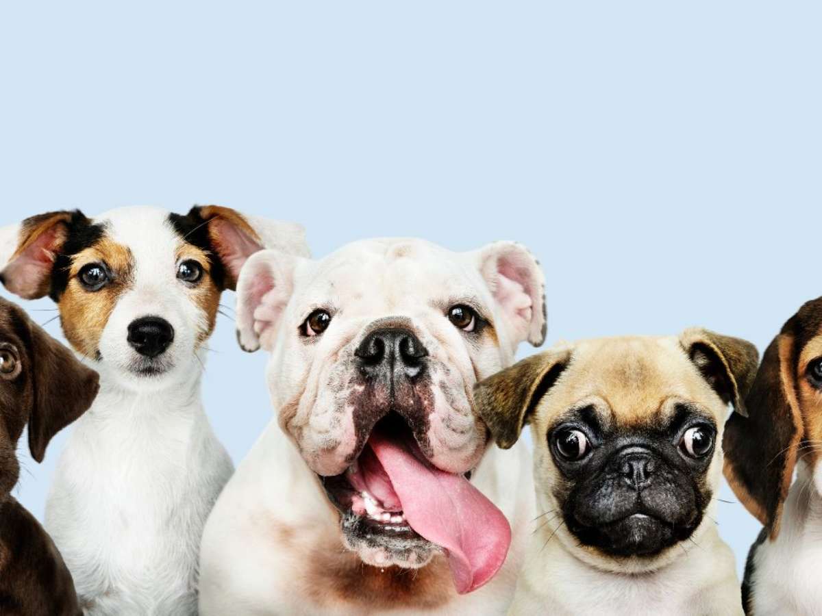 Dia Mundial do Cachorro: 40 nomes masculinos para o seu cão